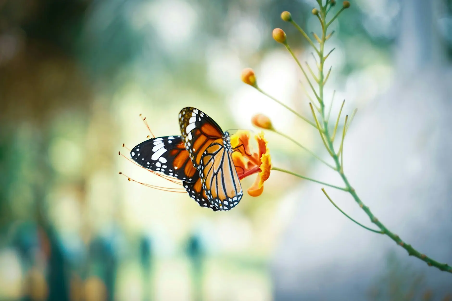 Psychodrama – A Tool for Transformation